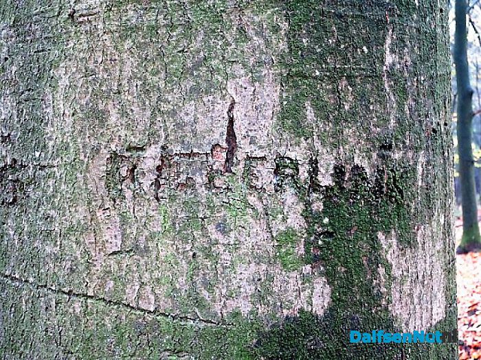 Bomen vertellen veel verhalen - Foto: Wim