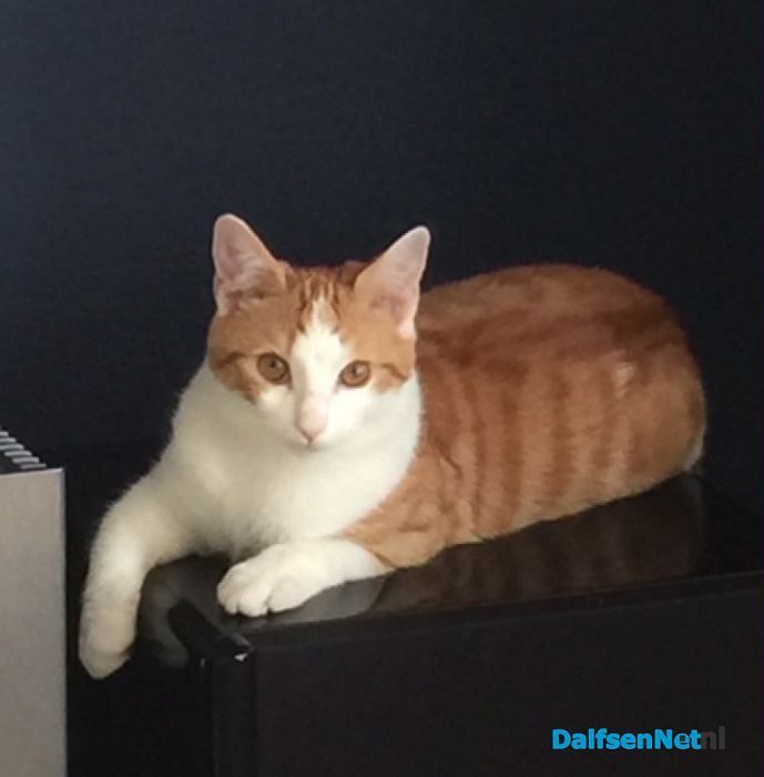 Kat vermist - Foto: Ingezonden foto