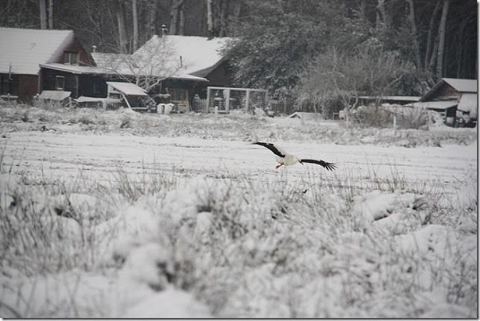 De ooievaar in Hoonhorst gesignaleerd - Foto: Eigen geleverde foto