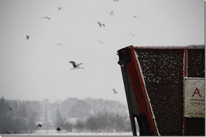 De ooievaar in Hoonhorst gesignaleerd - Foto: Eigen geleverde foto