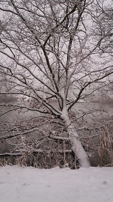Ingezonden sneeuwfoto’s - Foto: Eigen geleverde foto