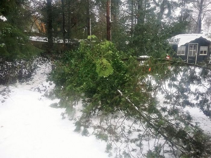 Ook in Oudleusen knakken de takken - Foto: Eigen geleverde foto