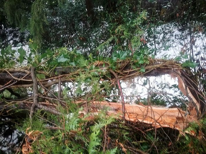 Ook in Oudleusen knakken de takken - Foto: Eigen geleverde foto