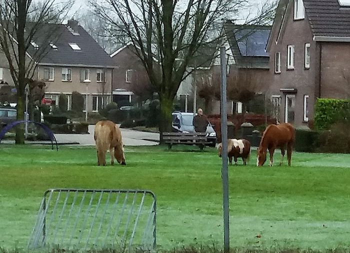 Is het gras bij de buren toch groener? - Foto: Eigen geleverde foto