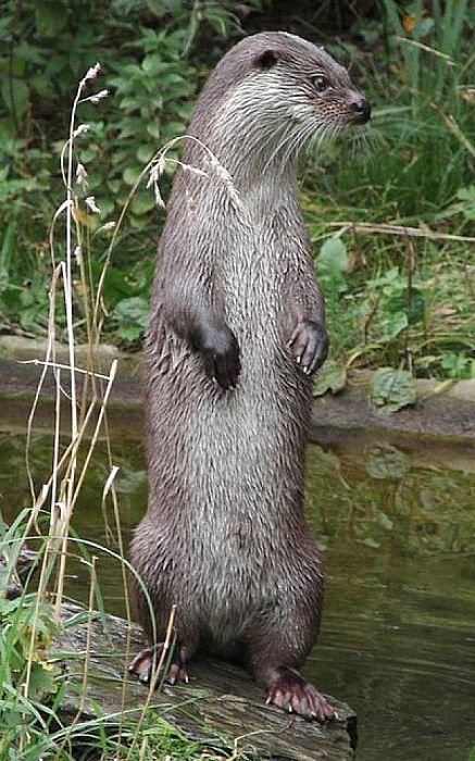 Otter al waargenomen in Dalfserveldwetering - Foto: Eigen geleverde foto