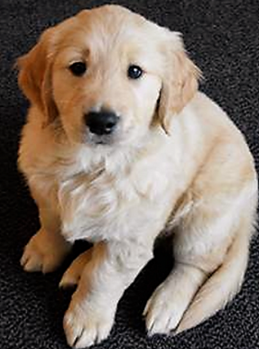 Doppenactie – KNGF Geleidehonden - Foto: Eigen geleverde foto