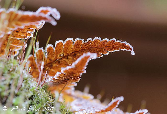 maandfoto van Ank - Foto: Ank Pot