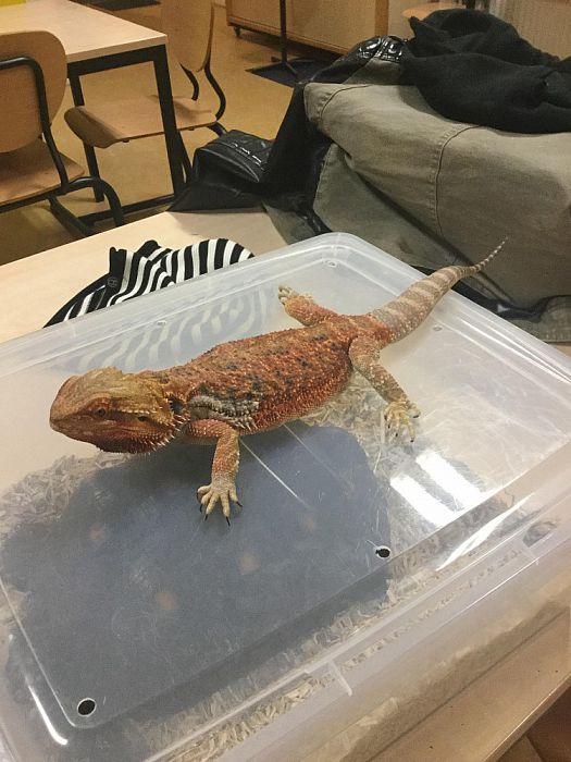 Reptielen bij BSO Doomijn - Foto: Eigen geleverde foto