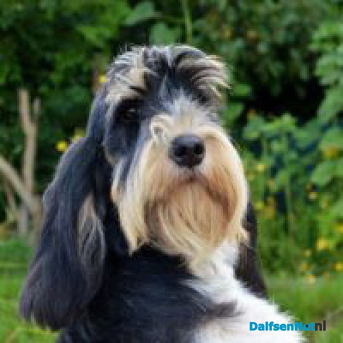 Hond was zoek en is terug