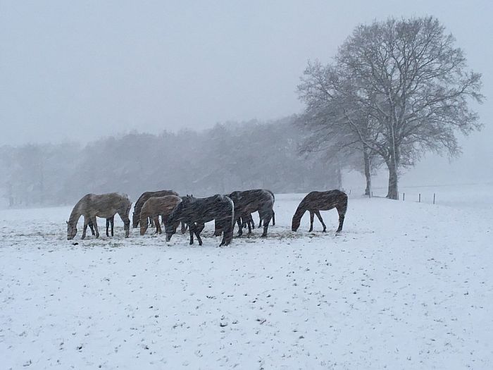 Nog meer prachtige sneeuwfoto’s - Foto: Eigen geleverde foto