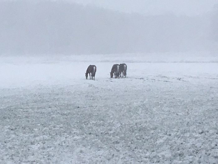 Nog meer prachtige sneeuwfoto’s - Foto: Eigen geleverde foto