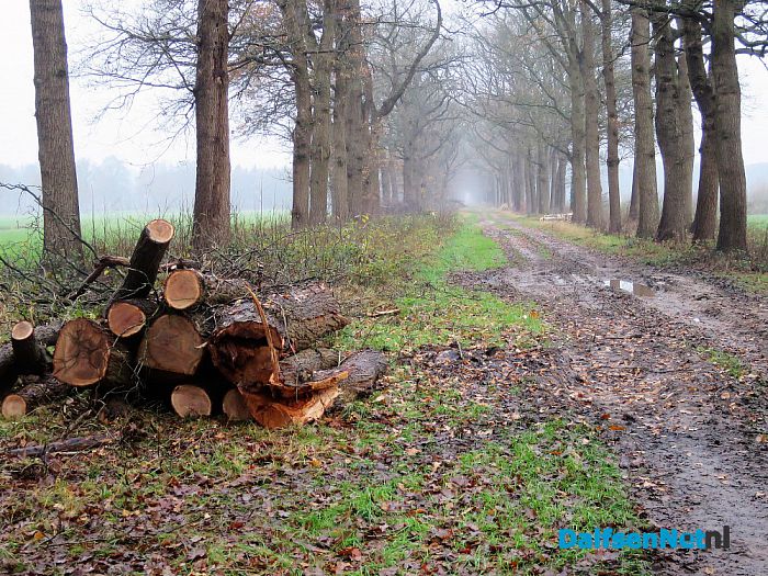 Groot onderhoud Bergerallee - Foto: Wim