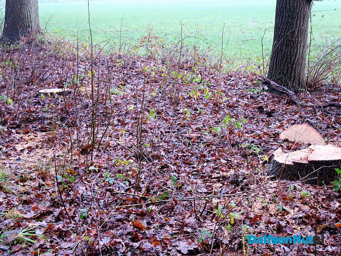 Groot onderhoud Bergerallee - Foto: Wim