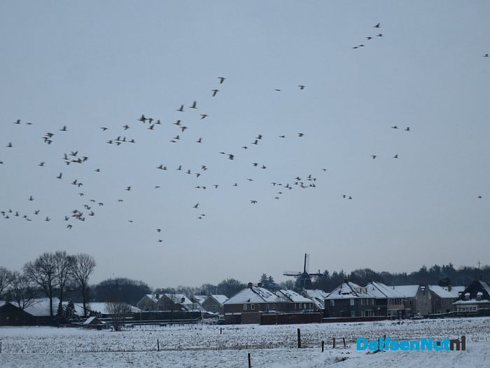 Sneeuw ontneemt ganzen richtingsgevoel - Foto: Wim