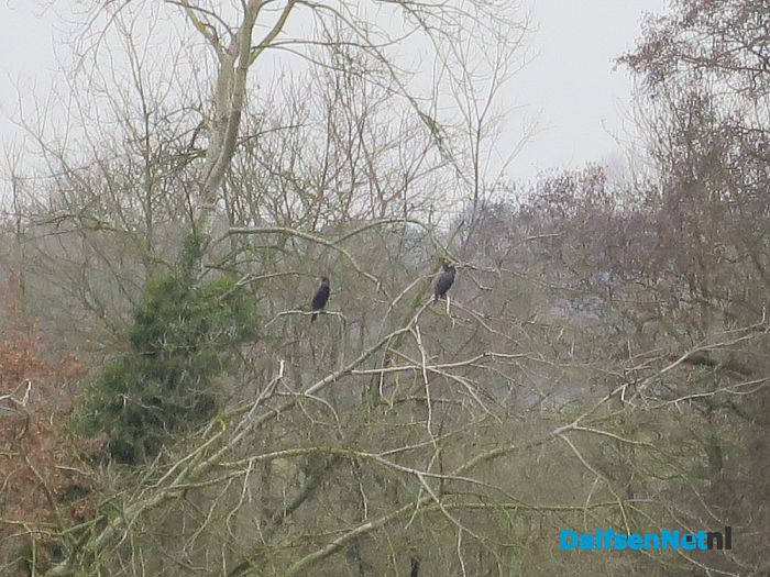 De Vecht volop buiten de oevers - Foto: Wim