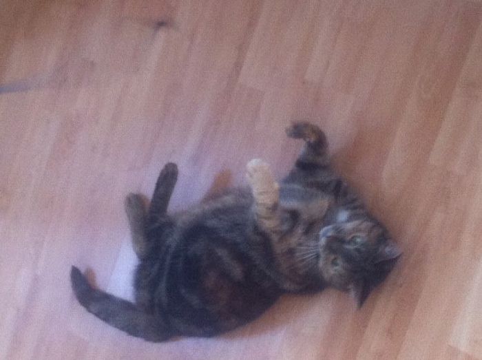 Poes Kyra is vermist