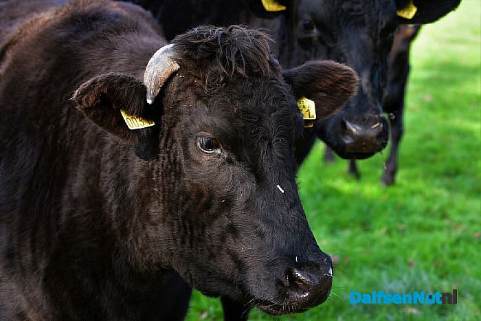 Proef het vlees van De Runderen van Rechteren - Foto: Johan Bokma