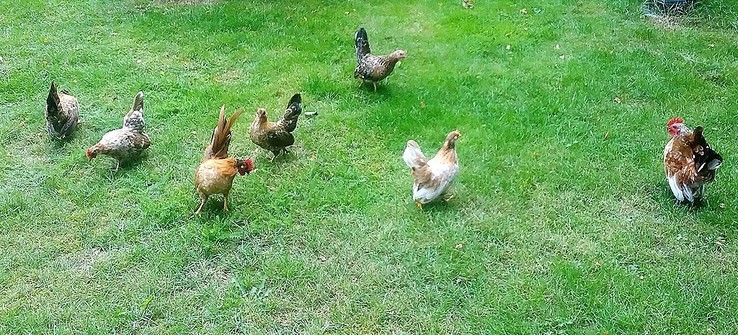 Vandaag stond er kip op het menu - Foto: Eigen geleverde foto