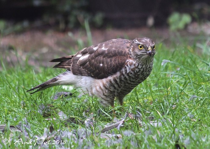 Foto van de maand van Ank - Foto: Ank Pot
