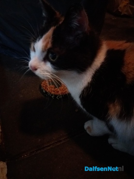 Gevonden kat - Foto: Ingezonden foto