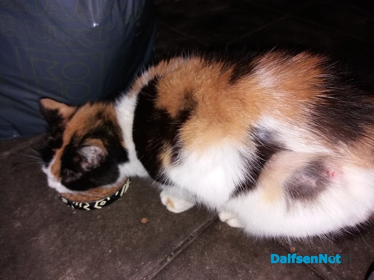 Gevonden kat - Foto: Ingezonden foto