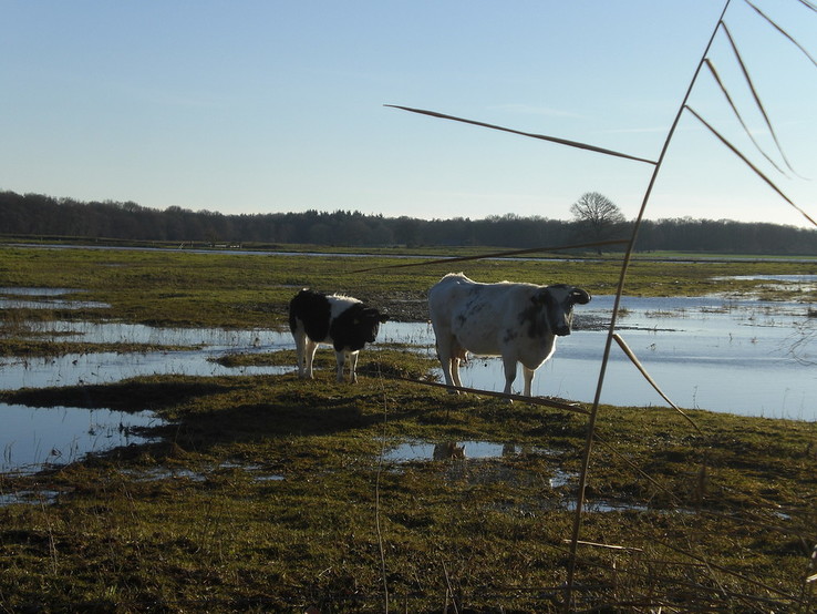 Diverse hoogwater foto’s - Foto: Eigen geleverde foto