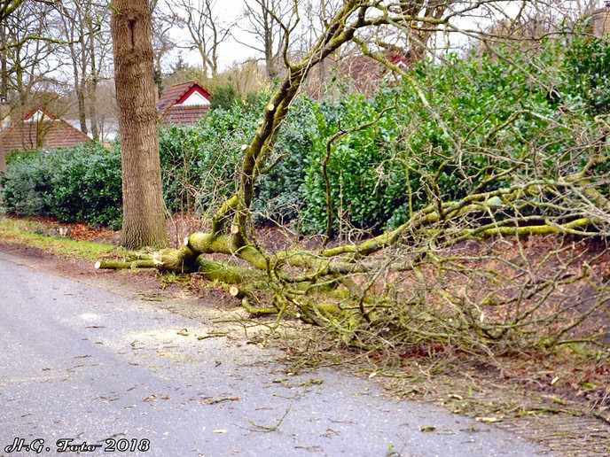 Als luciferstokjes vlogen de bomen door de lucht