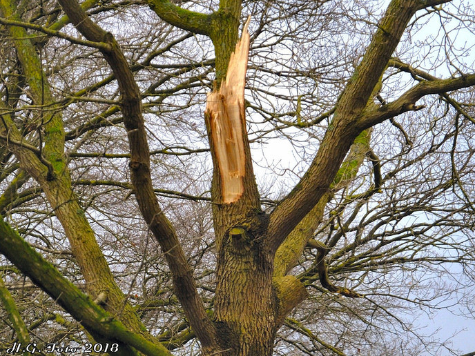 Als luciferstokjes vlogen de bomen door de lucht