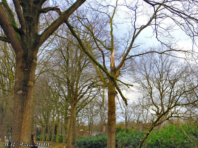 Als luciferstokjes vlogen de bomen door de lucht