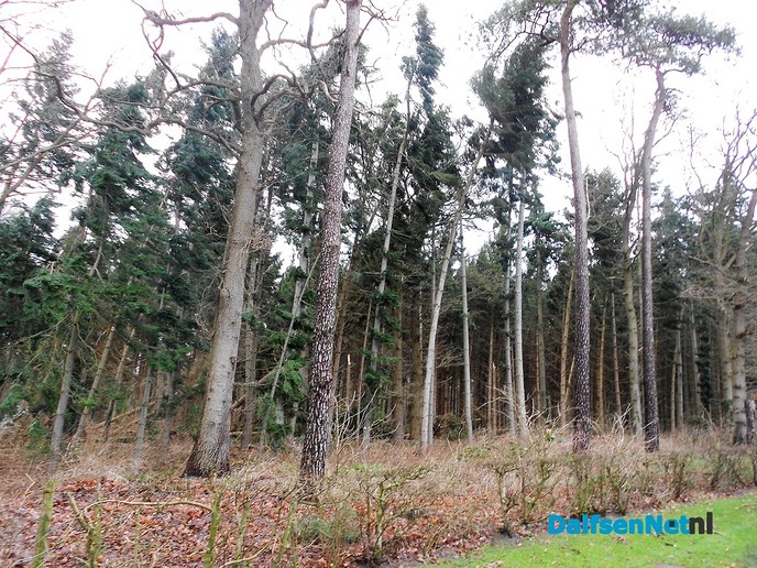 Als luciferstokjes vlogen de bomen door de lucht