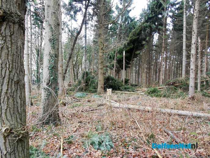 Als luciferstokjes vlogen de bomen door de lucht