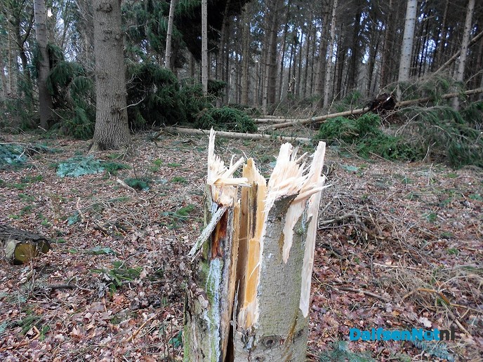Als luciferstokjes vlogen de bomen door de lucht