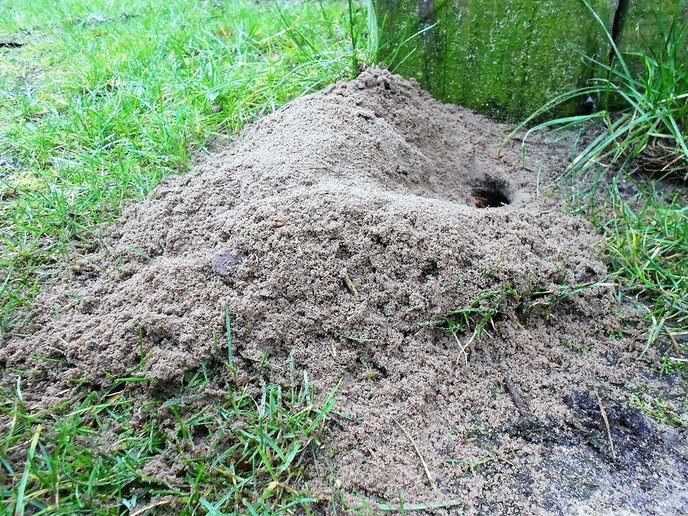 Welk dier is hier  bezig? Update - Foto: Eigen geleverde foto