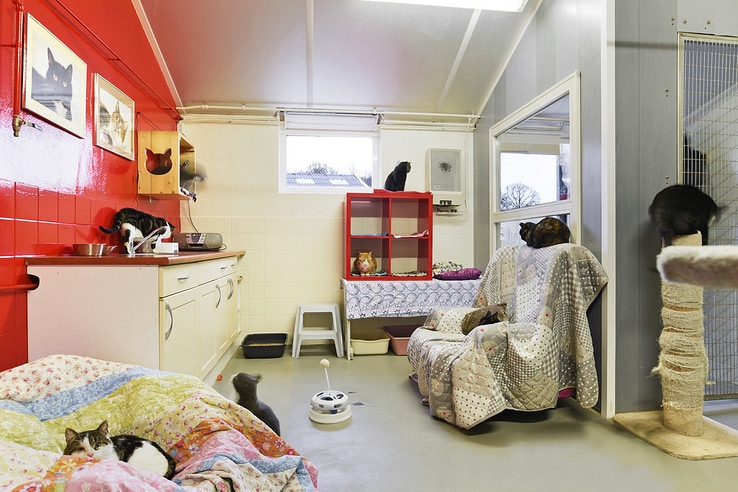 Honden- en kattenopvang De Crull - Foto: Eigen geleverde foto