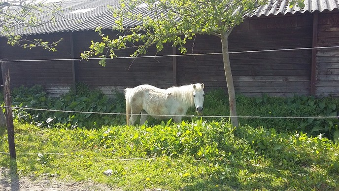 Ook in het nieuwe jaar paarden knuffelen - Foto: Eigen geleverde foto
