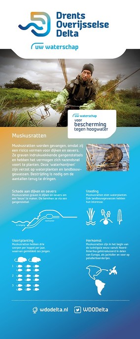 Sterke daling aantal muskus- en beverratten - Foto: Eigen geleverde foto