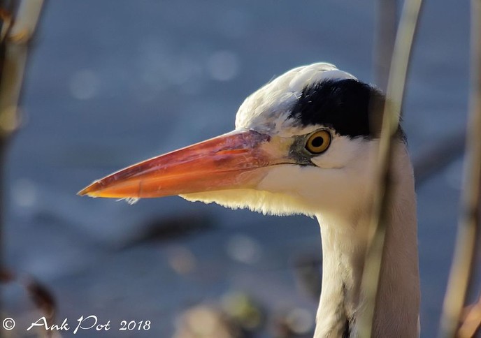 Foto van de maand van Ank - Foto: Ank Pot