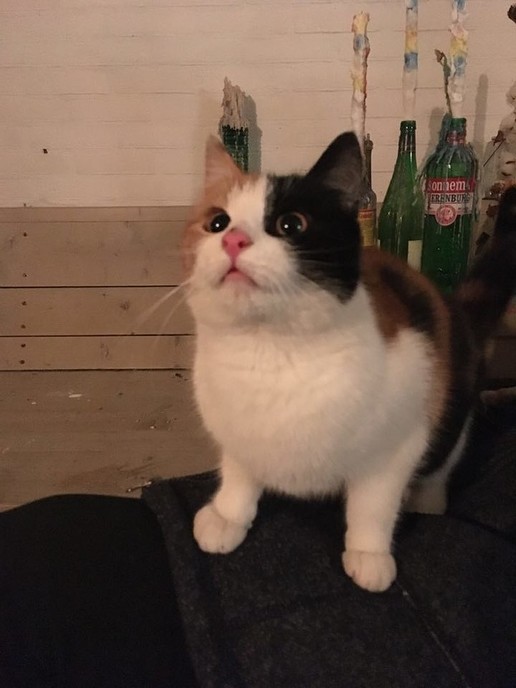 Poes gevonden, eigenaar gevonden - Foto: Eigen geleverde foto
