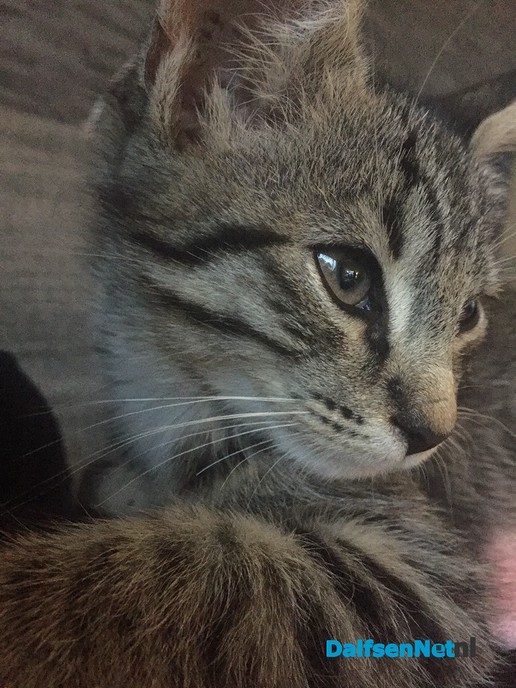 Vermist kater - Foto: Ingezonden foto
