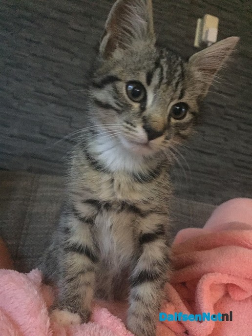 Vermist kater - Foto: Ingezonden foto
