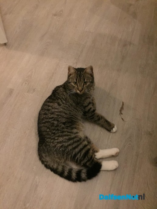 Vermist kater - Foto: Ingezonden foto
