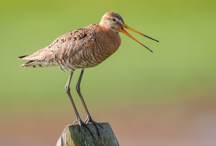 Volg een cursus en help de weidevogels in Overijssel - Foto: Eigen geleverde foto