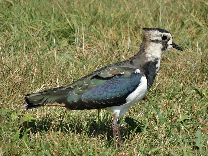 Dubbel-lezing over vogels nabij Zwolle - Foto: Eigen geleverde foto
