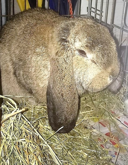 Konijn gevonden (update) - Foto: Eigen geleverde foto