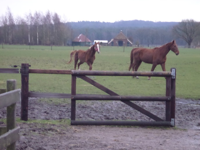 Leuk: weer paarden knuffelen en tevens rommelmarkt - Foto: Eigen geleverde foto