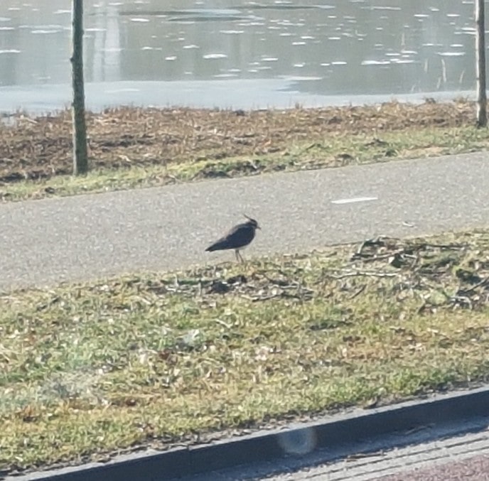 Hup nog maar iene, de eesten van vandage - Foto: Eigen geleverde foto