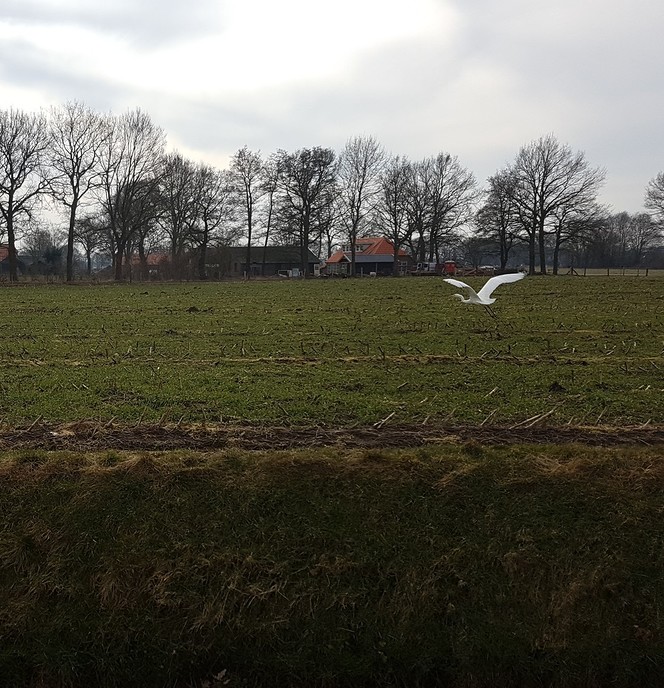 Witte Reiger (Dialect) - Foto: Eigen geleverde foto