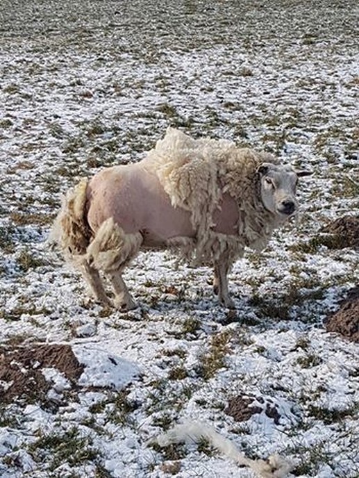 Melding naakte schaap - Foto: Politie Dalfsen