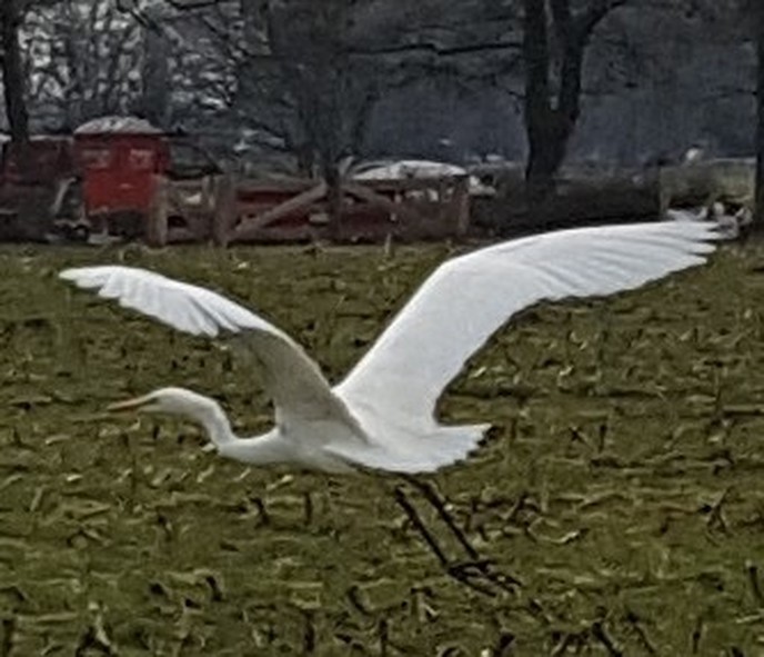 Witte Reiger (Dialect) - Foto: Eigen geleverde foto