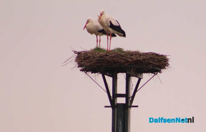 Koppel ooievaars weer terug in dorp Dalfsen - Foto: Ingezonden foto